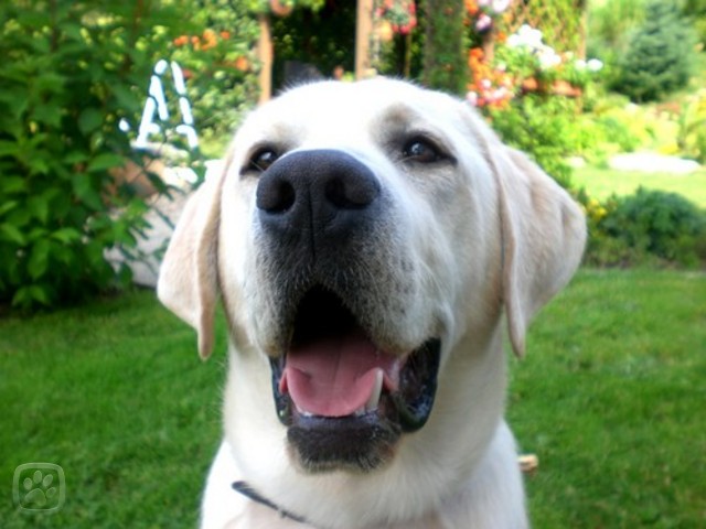 labradorsky_retrivr_6.igallery.image0000006--640x480--logo--server-haficicz