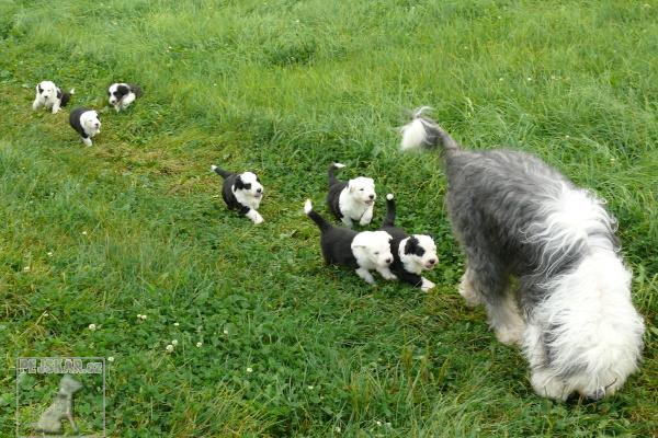 100-0-bobtail-tez-staroanglicky-ovcak