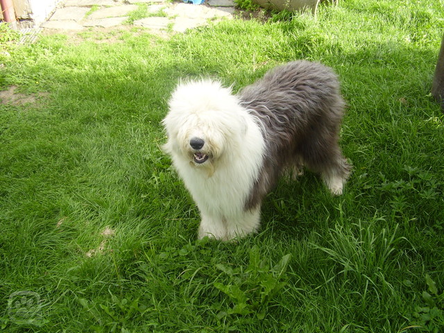 bob5-igallery-image0000667.igallery.image0000004--640x480--logo--server-haficicz